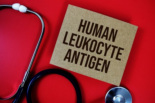 Human Leukocyte Antigen text written on paper card with stethoscope on red background