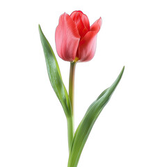 Fototapeta premium Close-up of a single, vibrant red-pink tulip