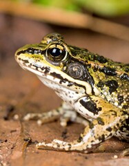 Obraz premium Close-up of a frog on foliage, showcasing intricate skin patterns and textures