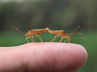 Two small brown insects with long antennae are standing on a person's fingertip, creating a unique, close-up nature scene perfect for illustrating insect behavior or natural science publications.