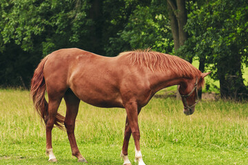 Fototapeta premium A chestnut horse grazing in a lush green field surrounded by trees.