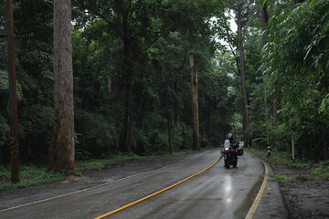 Obraz premium Beautiful giant trees Alley at Chiang Dao , Chiang Mai.