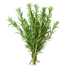 Fototapeta premium Fresh rosemary sprigs bunch