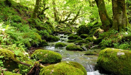 Obraz premium Lush Forest Stream with Mossy Rocks.