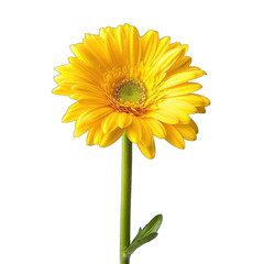 Single vibrant yellow gerbera daisy, close-up