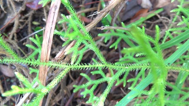 Corners of the rain forest during the rainy season (monsoon period) in north Sulawesi. Indonesia. Tropical vegetation, evergreen trees. Lycopodium