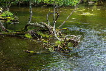 夏の奥日光　湯の湖から湯滝への湯川の流れ