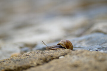 Close-up of a snail crawling on a rocky surface with blurred background