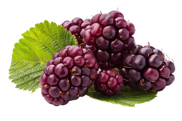 Fototapeta premium Juicy dark purple blackberries with green leaves, freshly picked and glistening. background removed