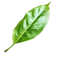 Obraz premium Close-up of a vibrant green leaf, exhibiting a smooth texture and defined veins