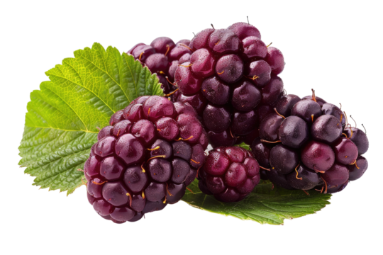 Juicy dark purple blackberries with green leaves, freshly picked and glistening. background removed