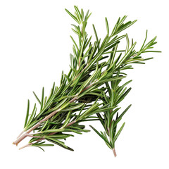 Fototapeta premium A bunch of fresh rosemary sprigs, ideal for cooking or aromatherapy. background removed