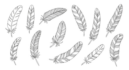 Fototapeta premium Collection of Detailed Hand Drawn Feather Illustrations in Black and White
