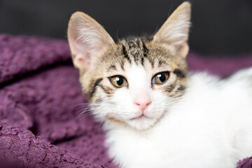 Adorable white kitten peacefully sleeping, looking, relaxing on a soft purple blanket, cozy and calm home atmosphere, perfect pet care, relaxation, comfort, veterinary or animal lover. Pet portrait.