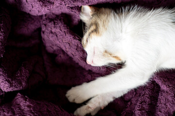 Adorable white kitten peacefully sleeping, looking, relaxing on a soft purple blanket, cozy and calm home atmosphere, perfect pet care, relaxation, comfort, veterinary or animal lover. Pet portrait.