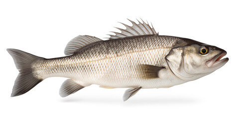 Obraz premium Aquatic Majesty: A mesmerizing glimpse of the sea bass, isolated against a pristine backdrop, showcasing its streamlined physique and subtle hues, an elegant capture of marine life.