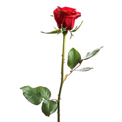 Single red rose, isolated against black