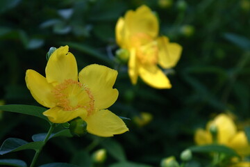 金色に輝く梅の花
