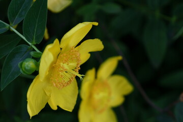 金色に輝く梅の花