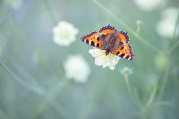Small tortoiseshell butterfly (Aglais urticae) befor greenish-blue background. Space for your text.