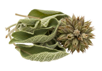 Close-up of a fresh sage herb and a seed pod isolated on black background