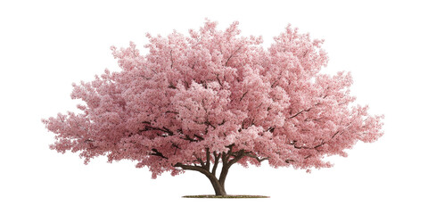 Obraz premium Beautiful Blooming Tree with Vibrant Flowers in Full Bloom Transparent Background