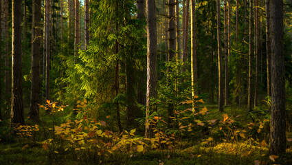 Fototapeta premium Serene Autumn Forest: Golden Sunlight Filtering Through Pine and Spruce Trees