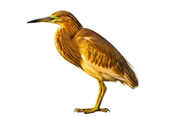 Close-up of a heron bird with golden brown feathers standing against a black background
