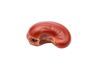 Close-up of a kidney in dark background highlighting its detailed structure and texture