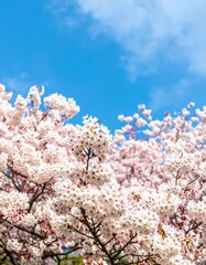 Delicate cherry blossoms against a vibrant blue sky