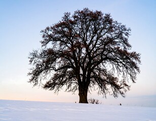 Solitary, leafless tree stands in snowy field at sunset