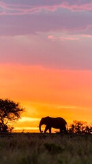 Silhouette elephant sunset savanna