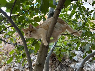 A tabby cat is climbing a tree