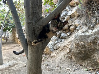 A tortoiseshell cat is climbing a tree