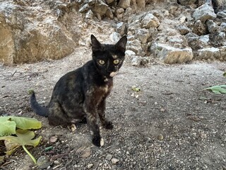 A tortoiseshell cat is outside in nature