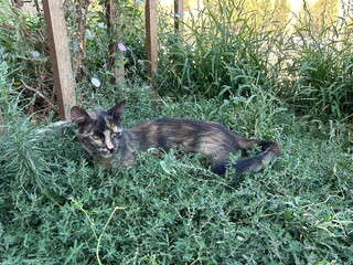 A tortoiseshell cat sits on grass outside in a garden