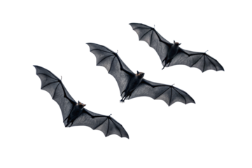 Three black bats flying in formation with outstretched wings against cloudy sky, isolated on a transparent background