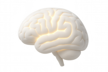 Human brain glowing from the inside on a transparent background, perfect for medical and scientific projects