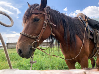 Brown horse with saddle and bridle standing in a grassy field under a clear sky