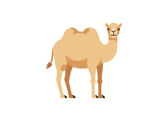 A lightbrown camel stands featuring two humps and a small tail against a white background