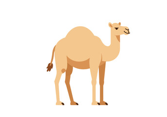 A tan dromedary camel with one hump standing on a white background