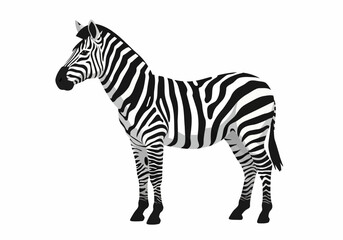 Fototapeta premium Zebra with black white stripes stands side view isolated on white