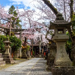 Stone lanterns line a path leading to a temple, framed by blooming cherry blossoms