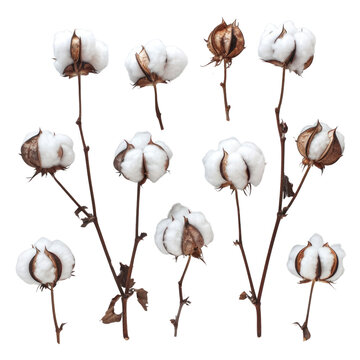 Collection of cotton plant branches with fluffy white bolls isolated on transparent background. background removed
