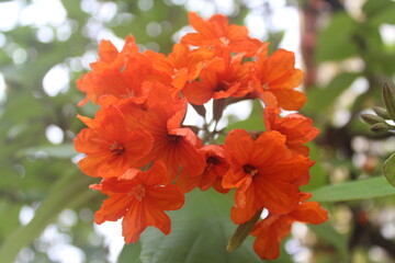 Bright orange flowers blooming in clusters against a backdrop of green leaves. The petals are...