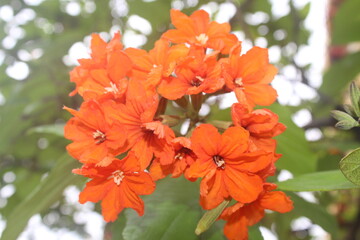 Bright orange flowers blooming in clusters against a backdrop of green leaves. The petals are...