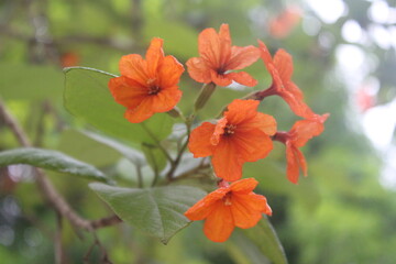 Bright orange flowers blooming in clusters against a backdrop of green leaves. The petals are...