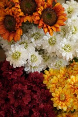 A vibrant collection of colorful flowers in full bloom, captured in natural daylight. For spring or...