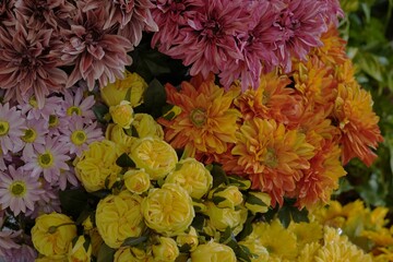 A vibrant collection of colorful flowers in full bloom, captured in natural daylight. For spring or...