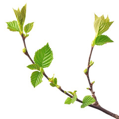 Naklejka premium Two young, vibrant, spring birch branches with delicate, bright green leaves. background removed